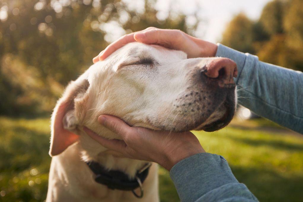 Person gently holding a Labrador's head with eyes closed, outdoors in a sunny park.