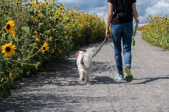 Person walking a dog along a path lined with blooming sunflowers under a partly cloudy sky.