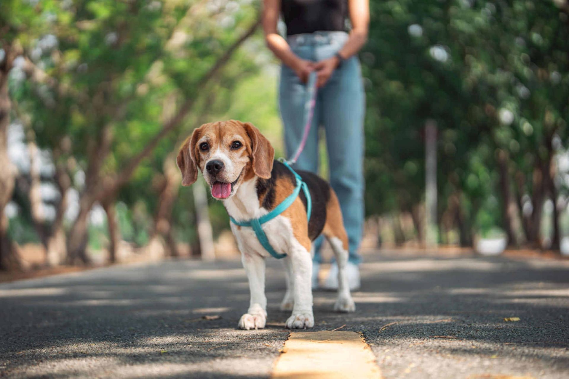 Beagle on a leash walking on a tree-lined path with person blurred in the background.