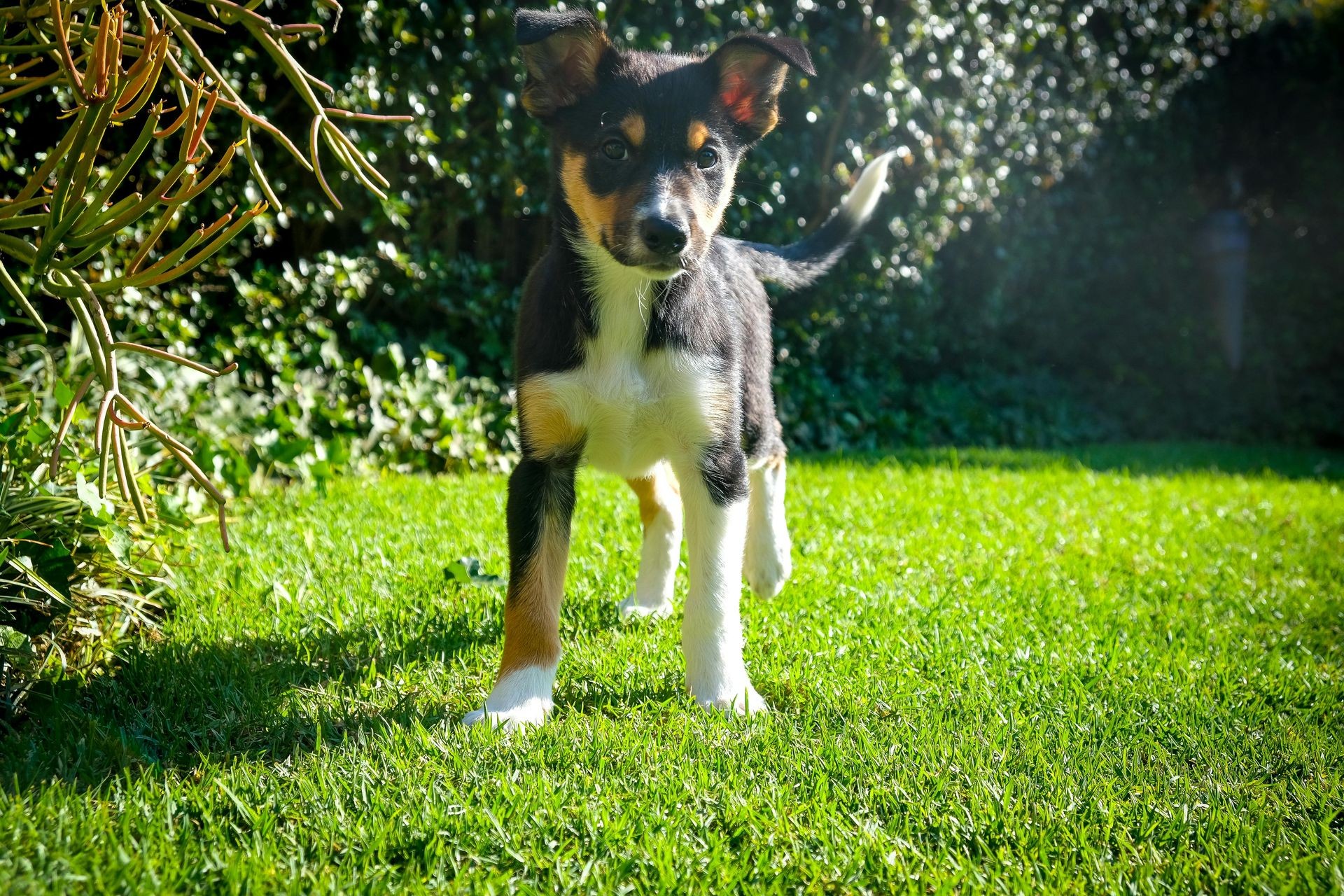 Puppy in a grassy area