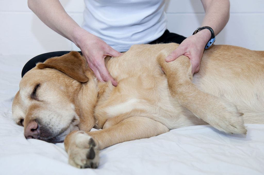 Person giving a massage to a relaxed Labrador Retriever lying on a white sheet.