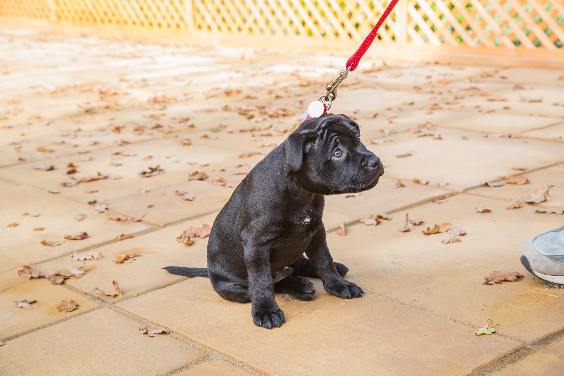 Puppy looking appealing and reluctant