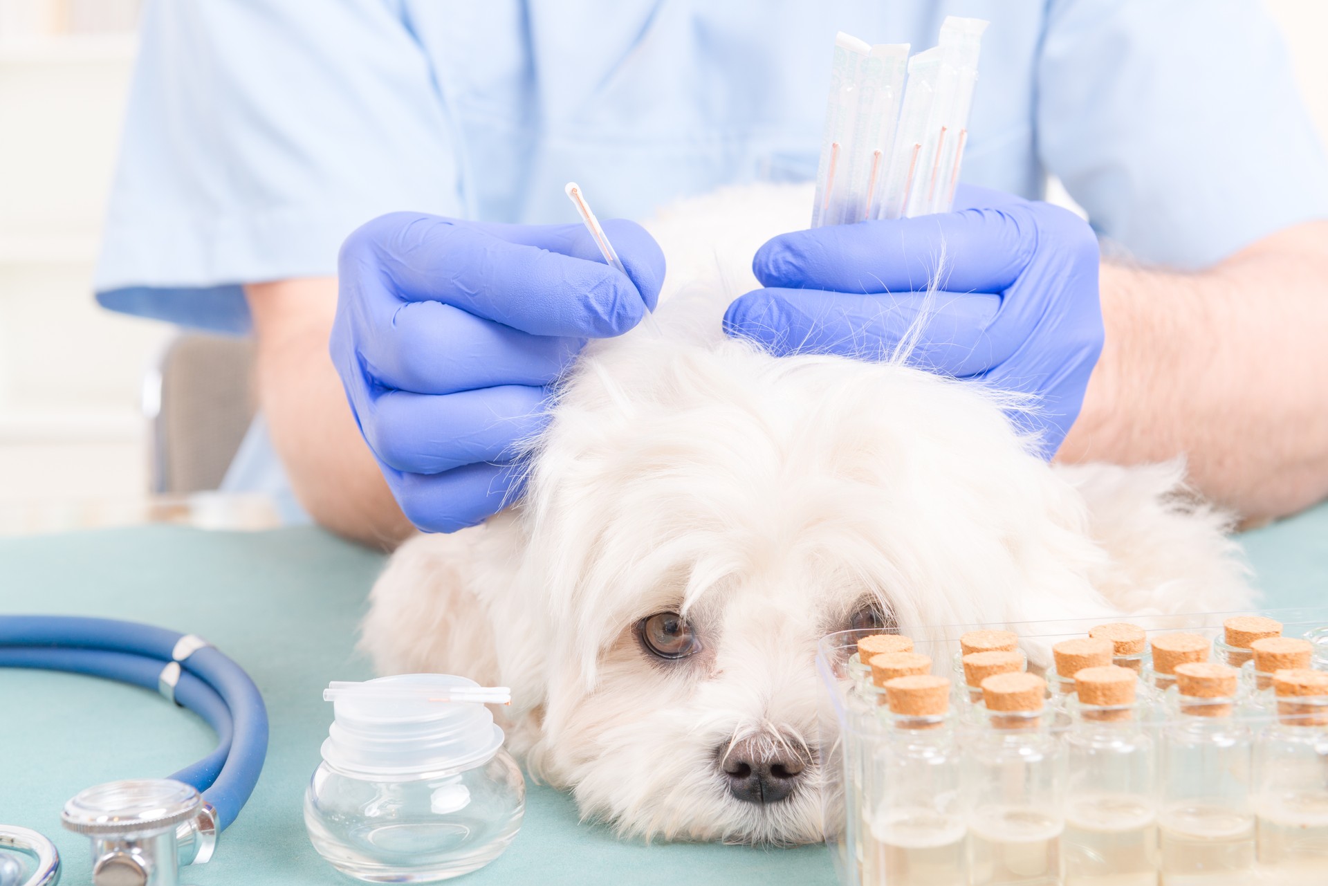 Vet doing acupuncture treatment