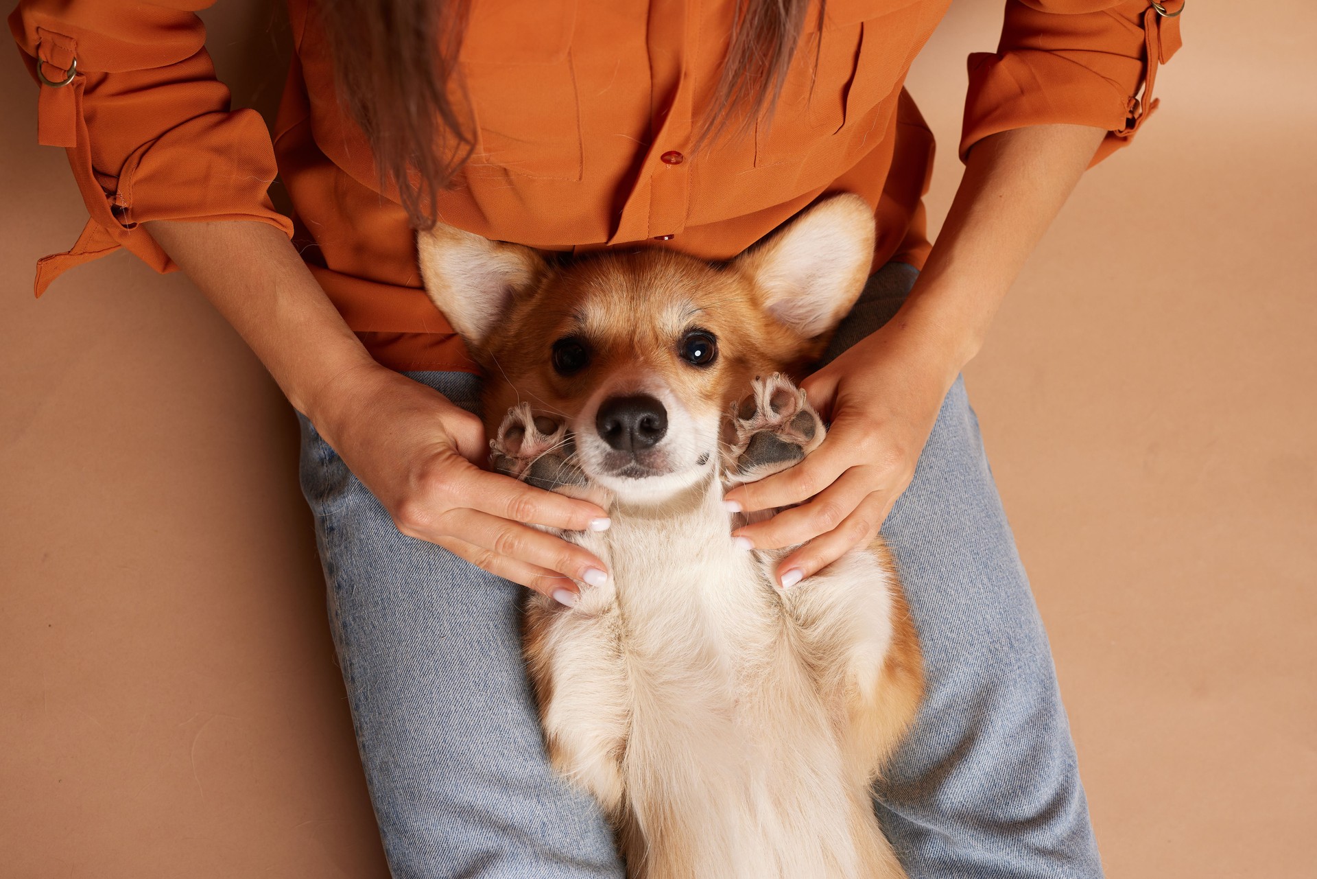 portrait of a girl and a corgi dog on a clean background, love for animals